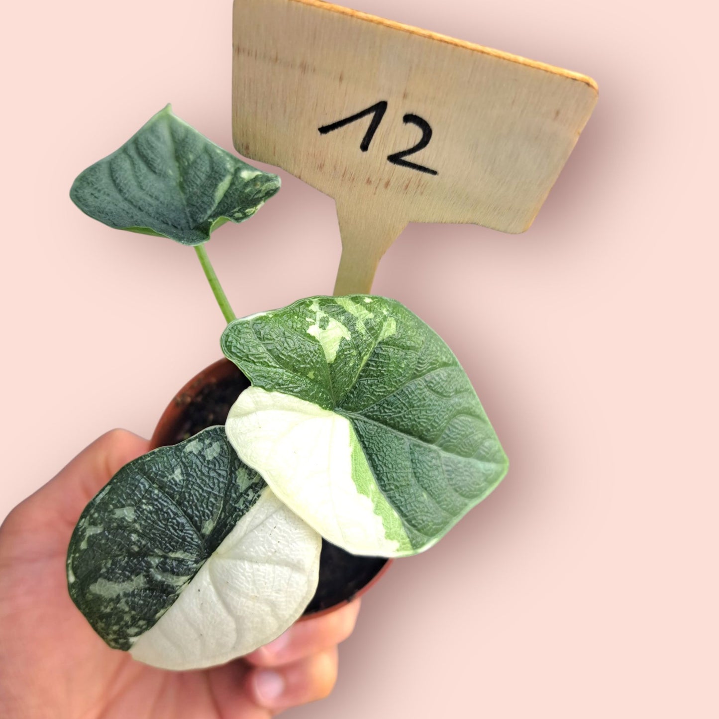 Alocasia Melo Albo Variegata - Pot 6-7cm