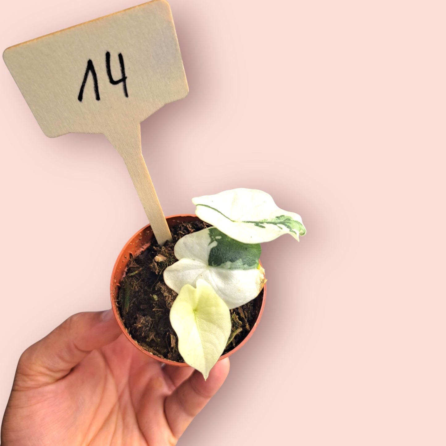 Alocasia Melo Albo Variegata - Pot 6-7cm