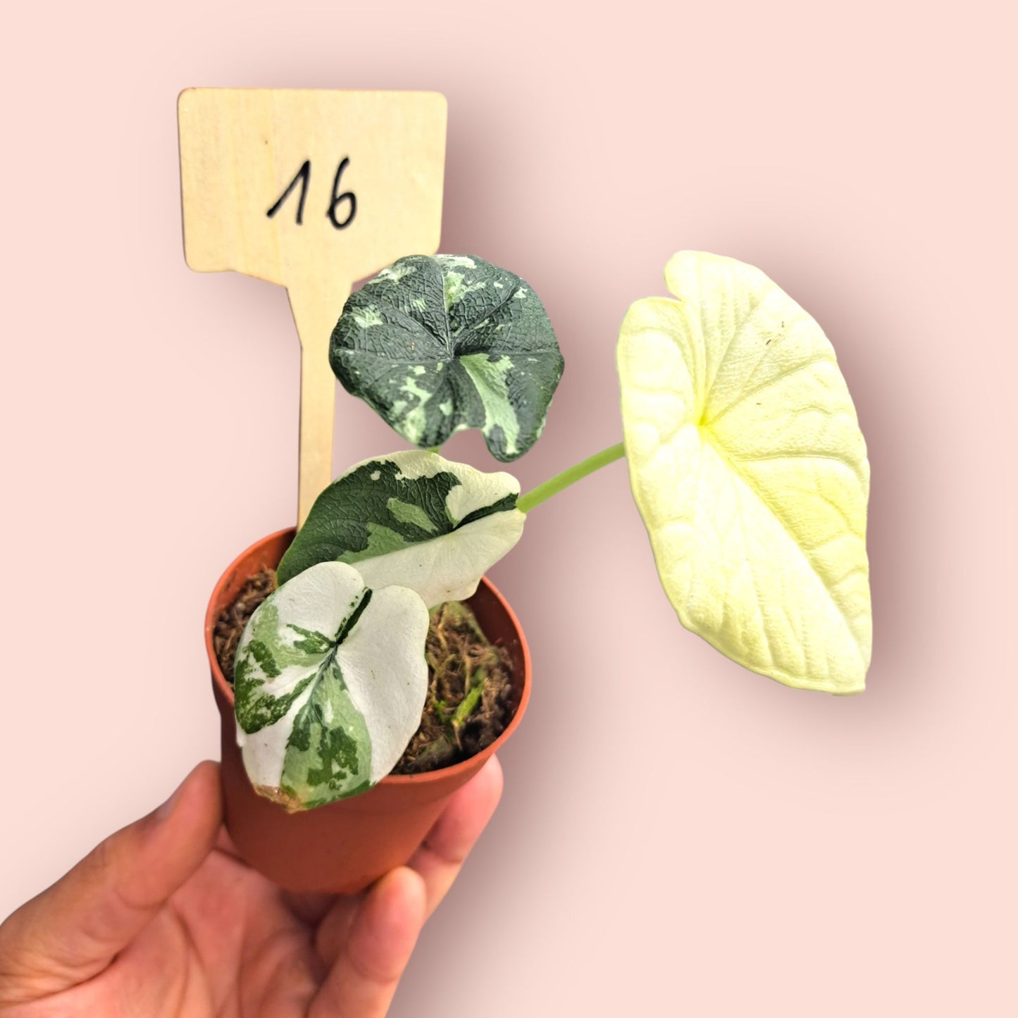Alocasia Melo Albo Variegata - Pot 6-7cm