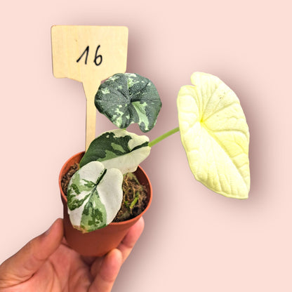 Alocasia Melo Albo Variegata - Pot 6-7cm