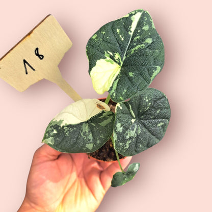 Alocasia Melo Albo Variegata - Pot 6-7cm