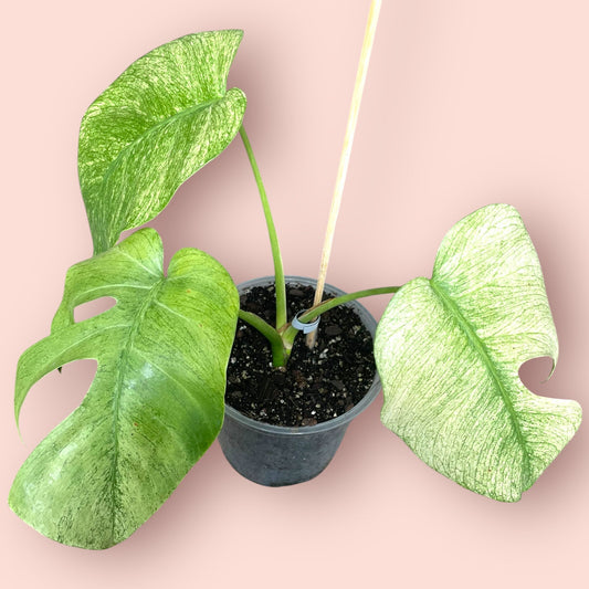 Monstera Jungle Mint - Pot 17cm