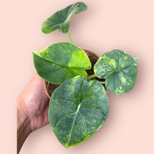 Alocasia Melo Aurea Variegata - Pot 9cm