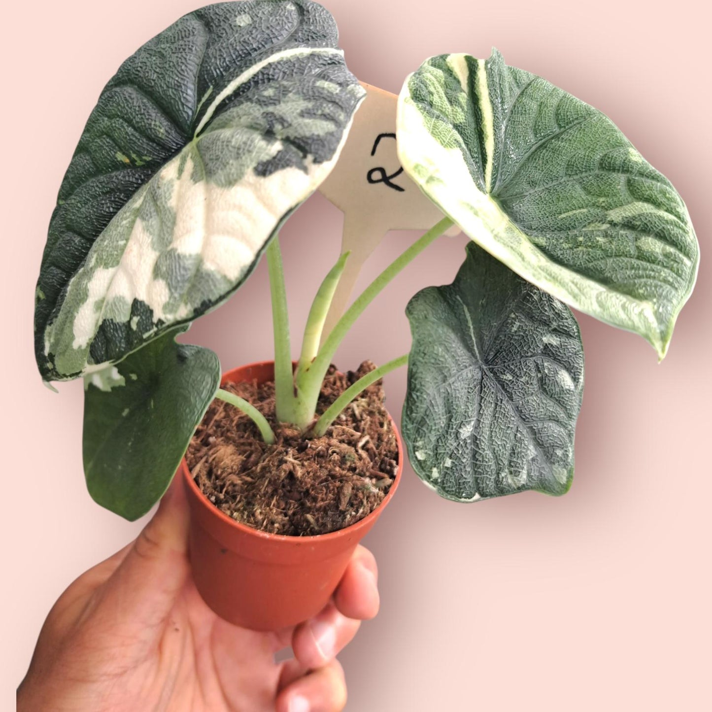 Alocasia Melo Albo Variegata - Pot 6-7cm