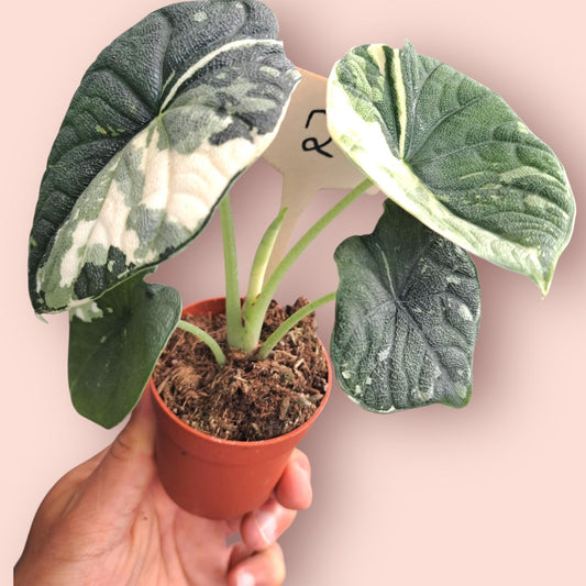 Alocasia Melo Albo Variegata - Pot 6-7cm
