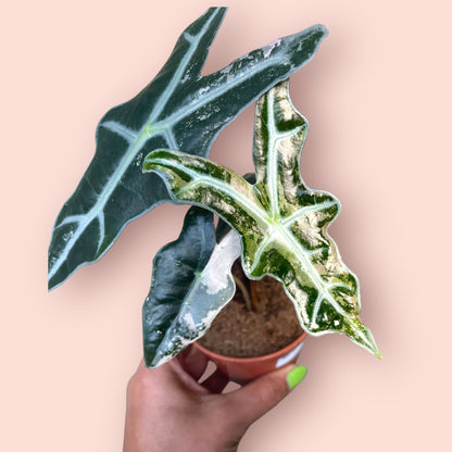 Alocasia Nobilis Pink Variegata - Pot 9cm