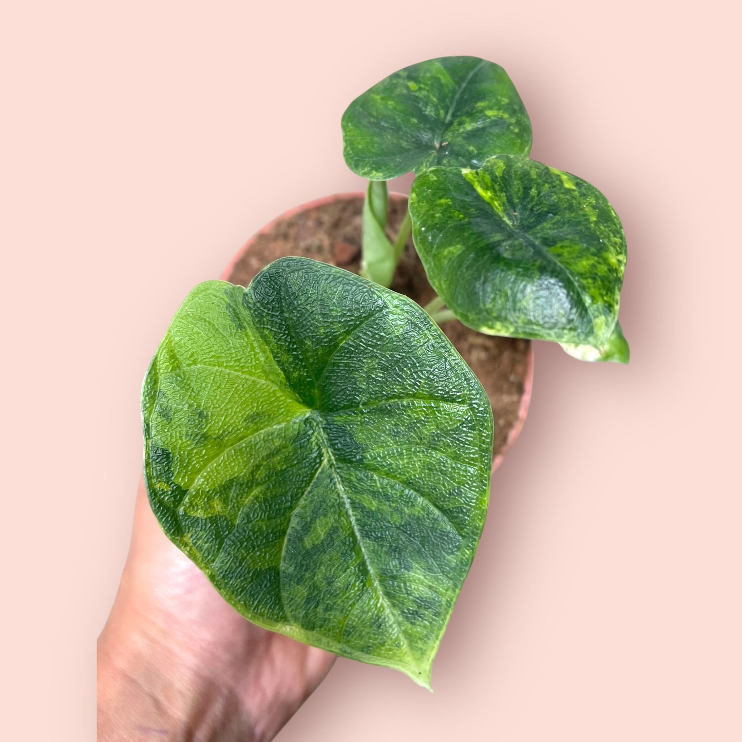 Alocasia Melo Aurea Variegata - Pot 9cm