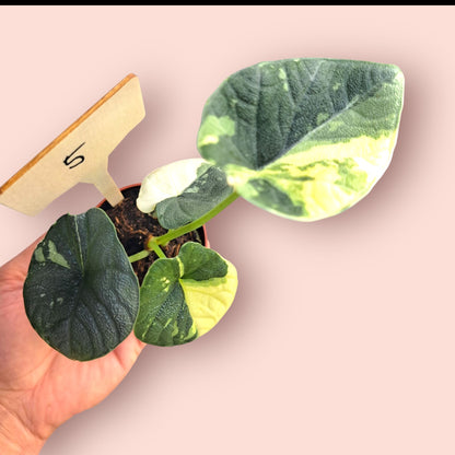 Alocasia Melo Albo Variegata - Pot 6-7cm