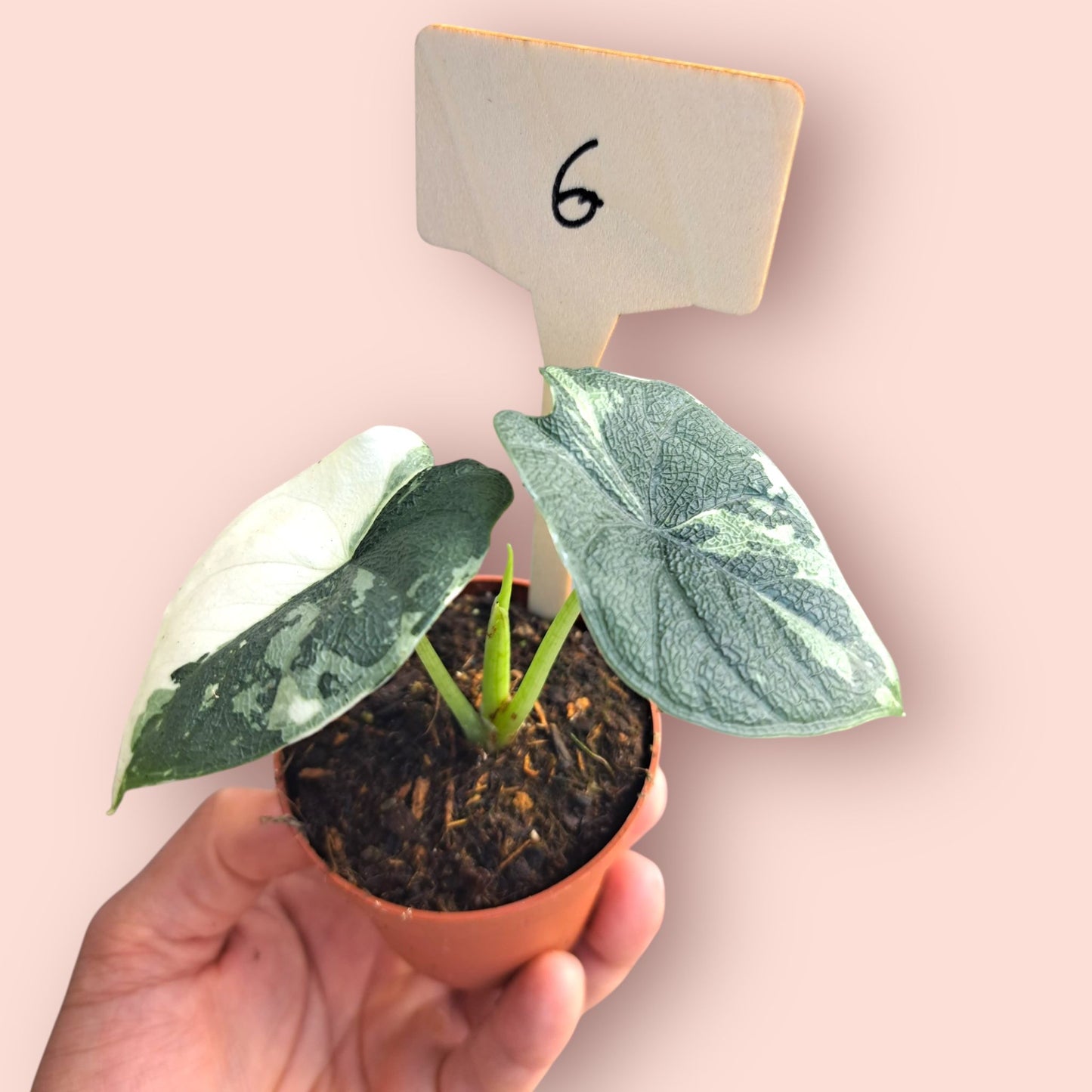 Alocasia Melo Albo Variegata - Pot 6-7cm
