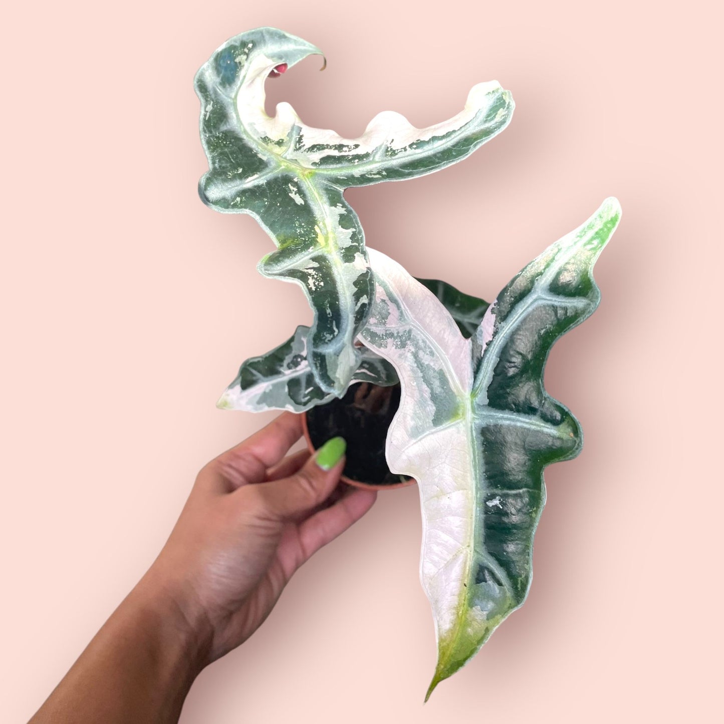 Alocasia Nobilis Pink Variegata - Pot 9cm