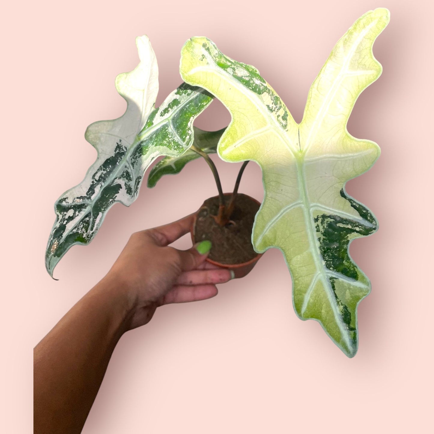 Alocasia Nobilis Pink Variegata - Pot 9cm