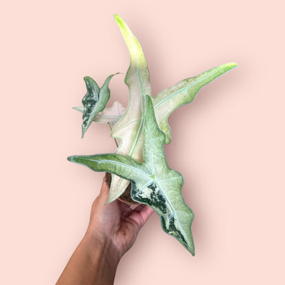 Alocasia Nobilis Pink Variegata - Pot 9cm