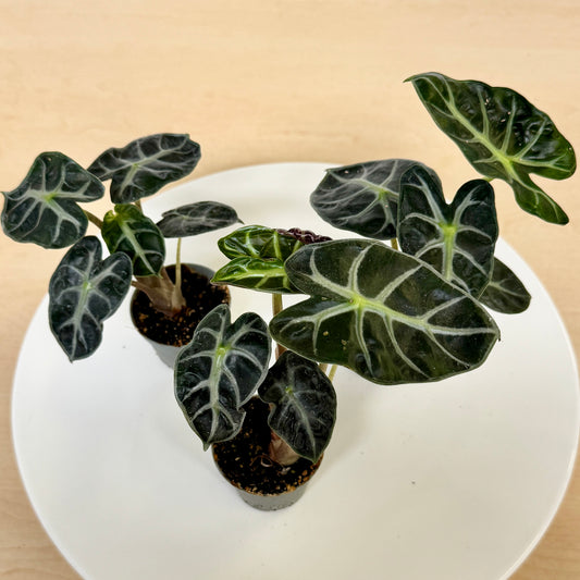 Alocasia Heart Balloon (Pot 6cm)