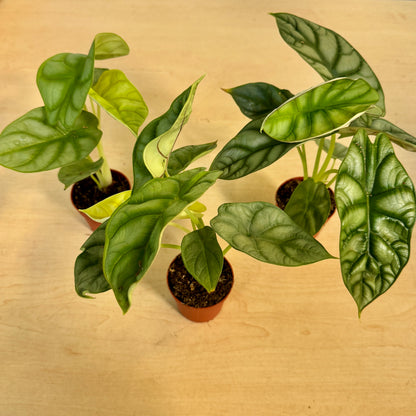Alocasia Dragon Gold (Pot 7cm)