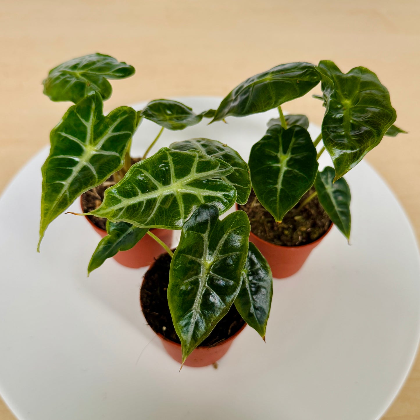 Alocasia Mandalay (Pot 7cm)