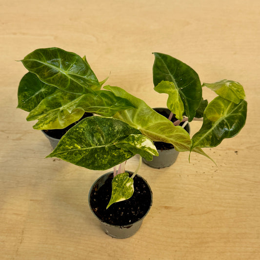Alocasia Pink Dragon Variegata (Pot 6cm)