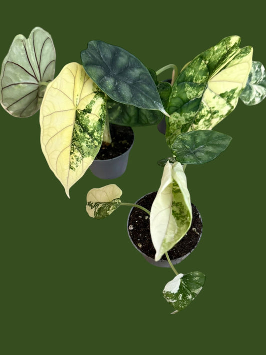 Alocasia Dragon Scale Variegata - Pot 7cm (SC)