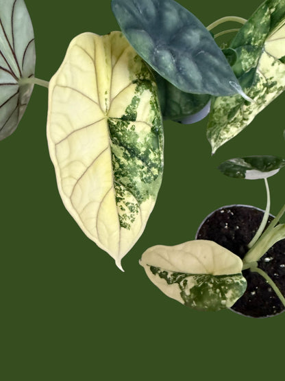 Alocasia Dragon Scale Variegata - Pot 7cm (SC)