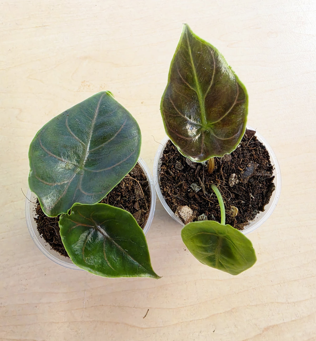 Alocasia Azlanii