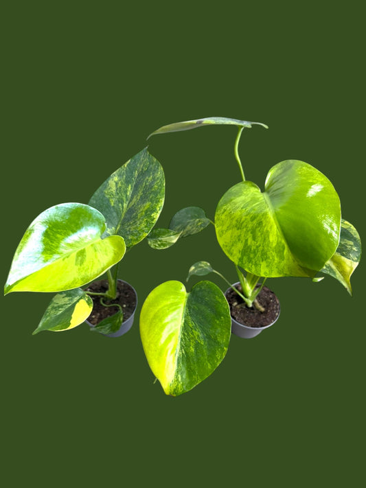 Monstera Marilyn (Large Form) - Pot 7cm (SC)