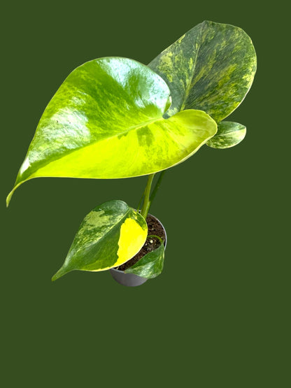 Monstera Marilyn (Large Form) - Pot 7cm (SC)