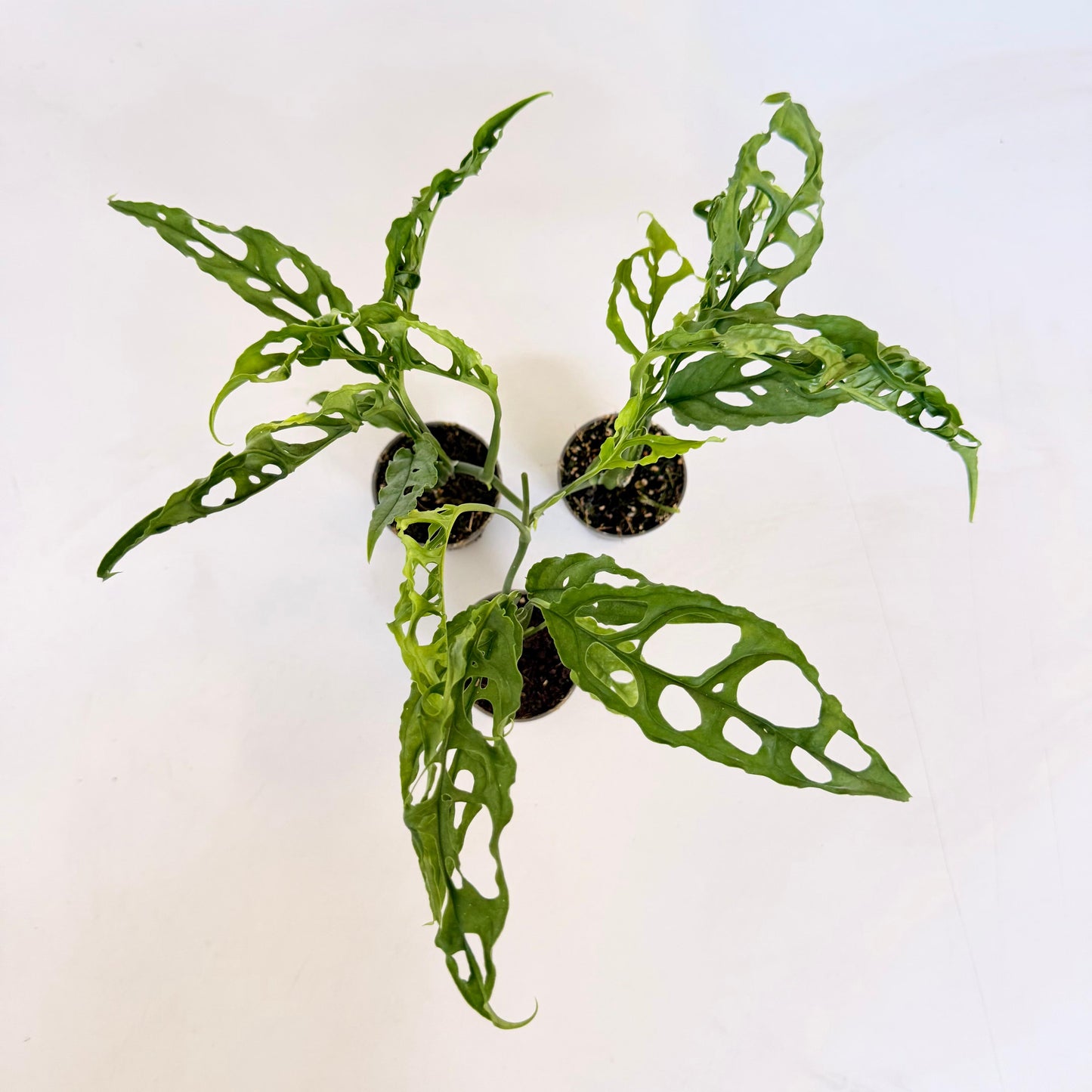 Monstera Obliqua Peru (Pot 6cm)