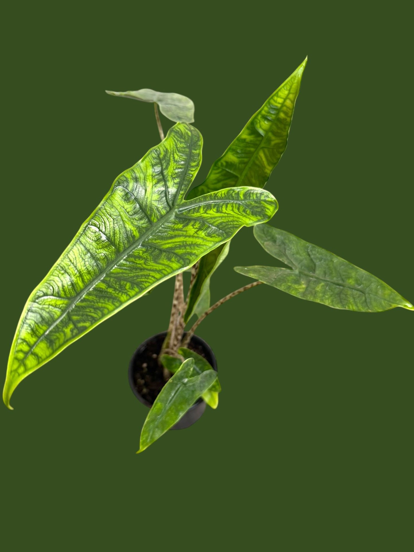 Alocasia Reticulata - Pot 12cm (SC)