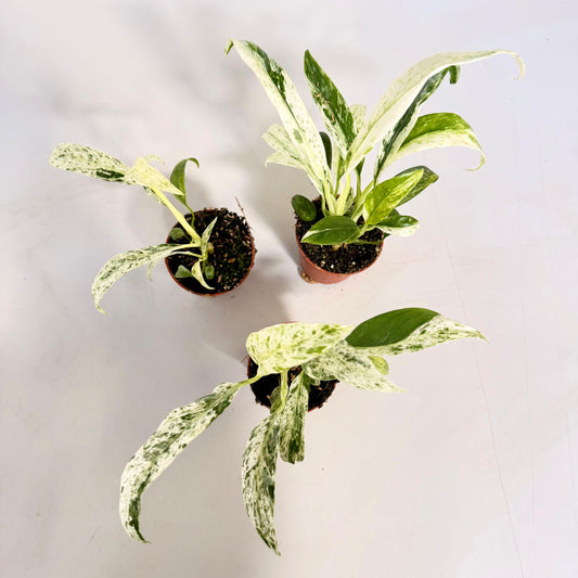 Rhaphidophora Puberula Variegata (Pot 6cm)