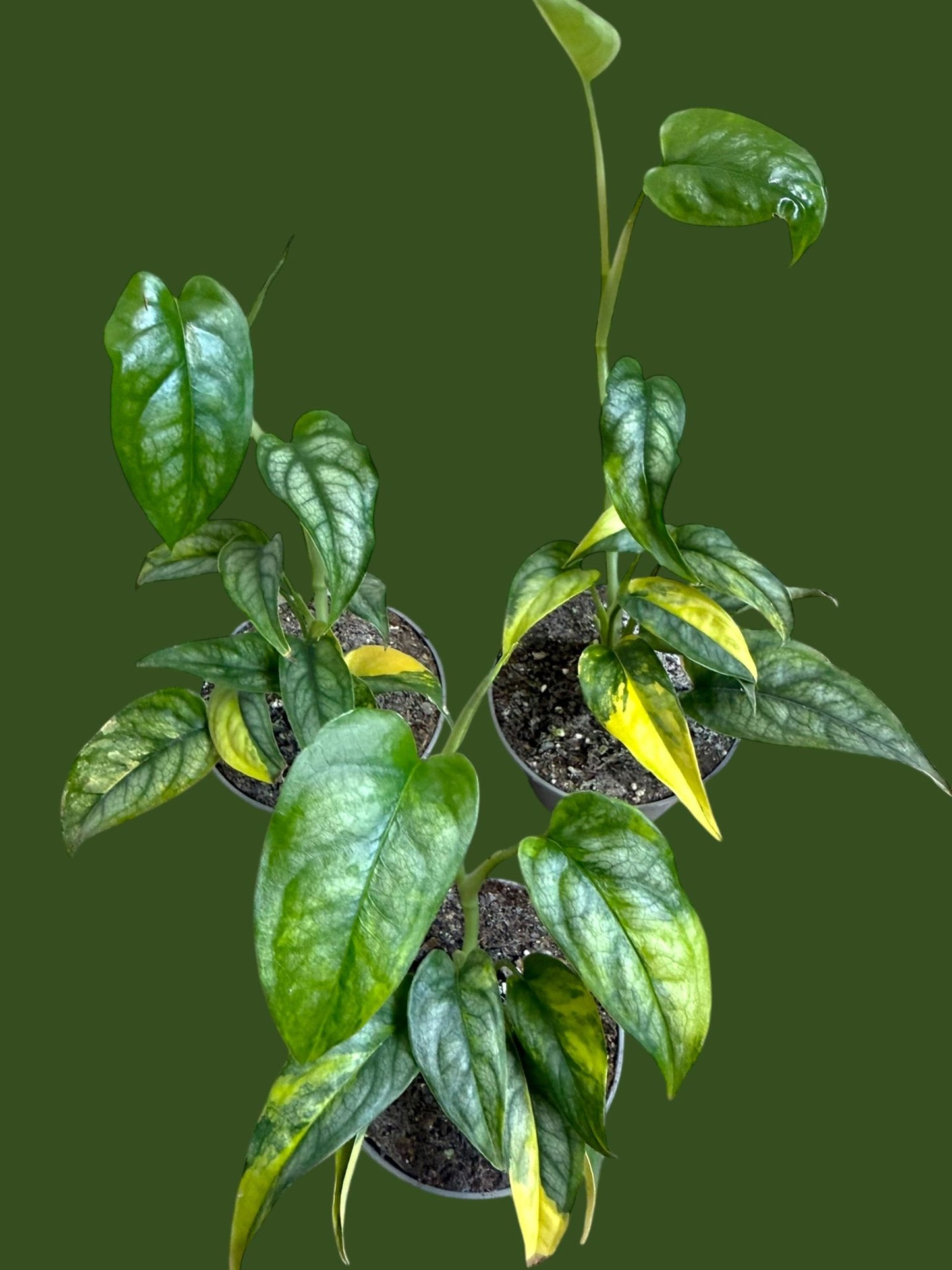 Monstera Siltepecana Aurea - Pot 7cm (SC)