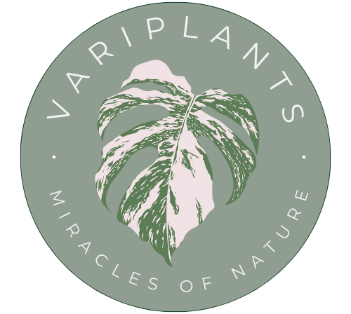 Monstera Pflege  VariPlants