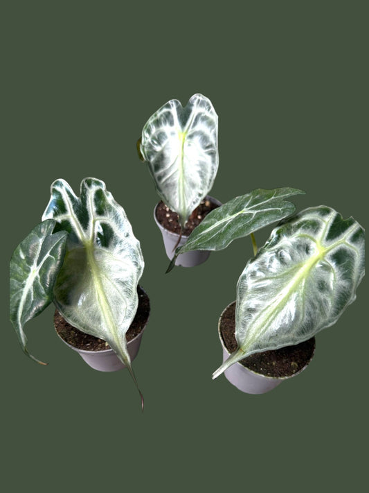 Alocasia Venom - Pot 7cm (SC)