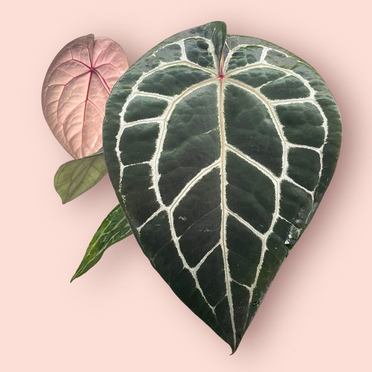 Anthurium DocBlock Michelle - Pot 12 cm