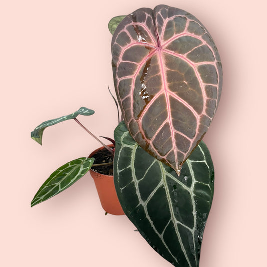 Anthurium DocBlock Michelle - Pot 12 cm