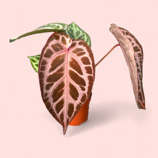 Anthurium Red Crystallinum X Silver Blush - Pot 9cm