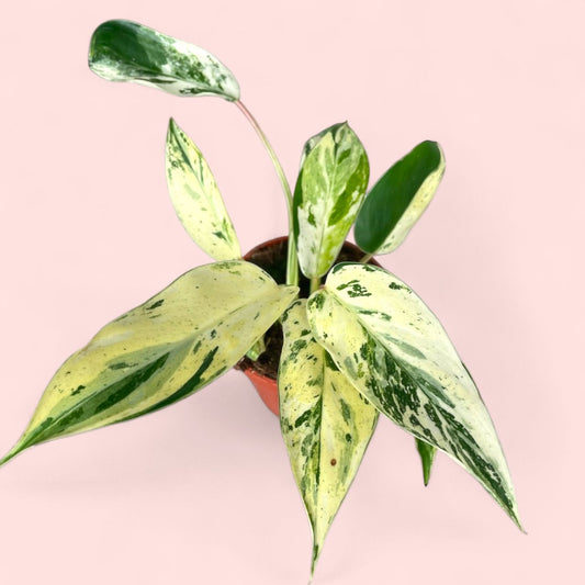 Philodendron Emerald Queen - Pot 9cm (SC)