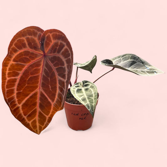 Anthurium Red Crystallinum (NSE) - Pot 13cm