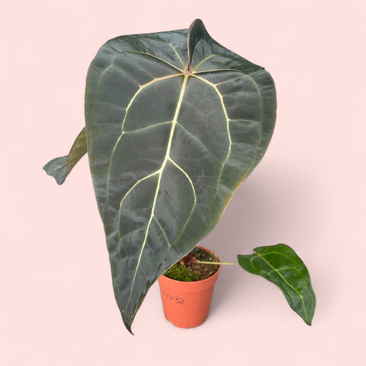 Anthurium DocBlock Red Velvet Cake X Home Sweet Home - Pot 13cm
