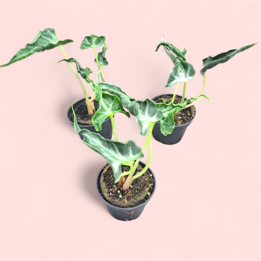 Alocasia Loco - Pot 6cm (SC)