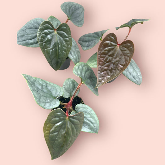 Anthurium Luxurians - Pot 6cm (SC)