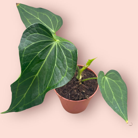 Anthurium Delta Force - Pot 13cm (SC)