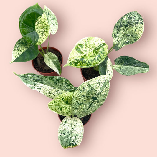 Alocasia Dragon Scale Mint - Pot 7cm (SC)