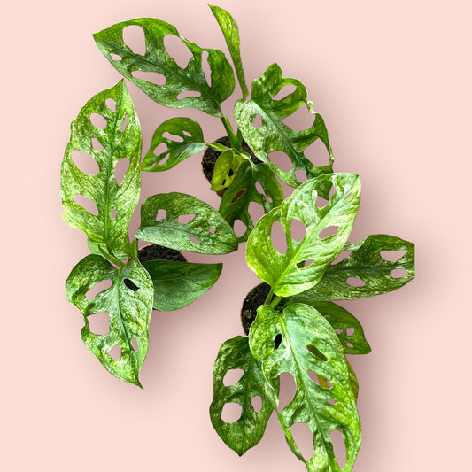 Monstera Adansonii Mint Pot 6cm (SC)