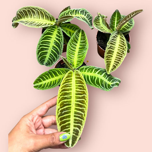 Labisia Japonica - Pot 12cm (SC)