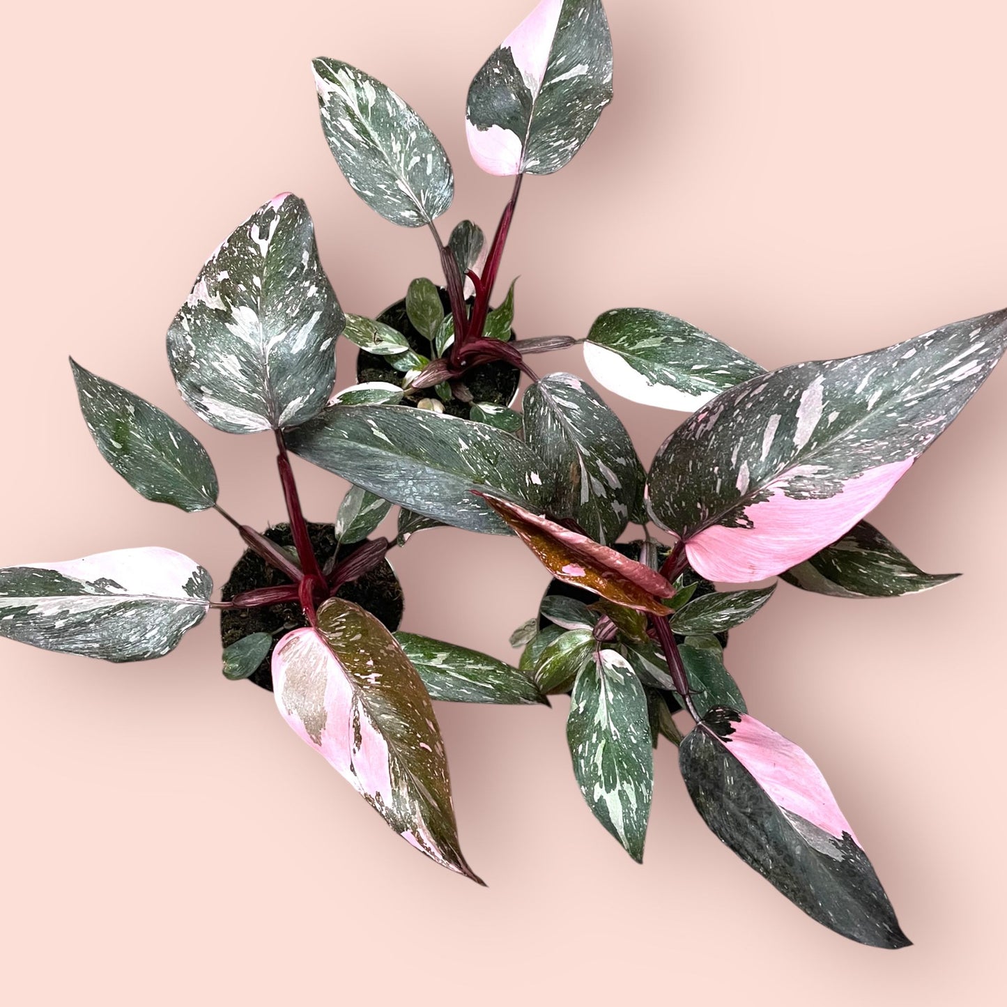 Philodendron Pink Princess Marble Galaxy - Pot 10cm (SC)