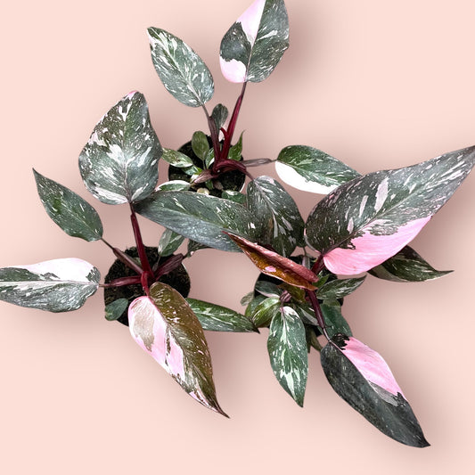 Philodendron Pink Princess Marble Galaxy - Pot 10cm (SC)