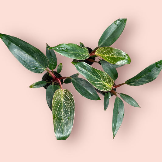 Philodendron Pink Bikini - Pot 6cm (SC)