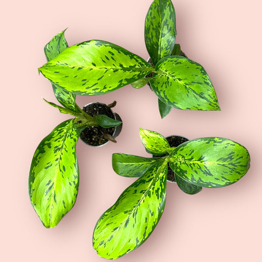 Dieffenbachia Crocodile - Pot 6cm (SC)