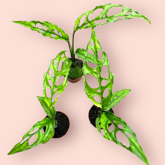 Monstera Obliqua Peru - Pot 6cm (SC)
