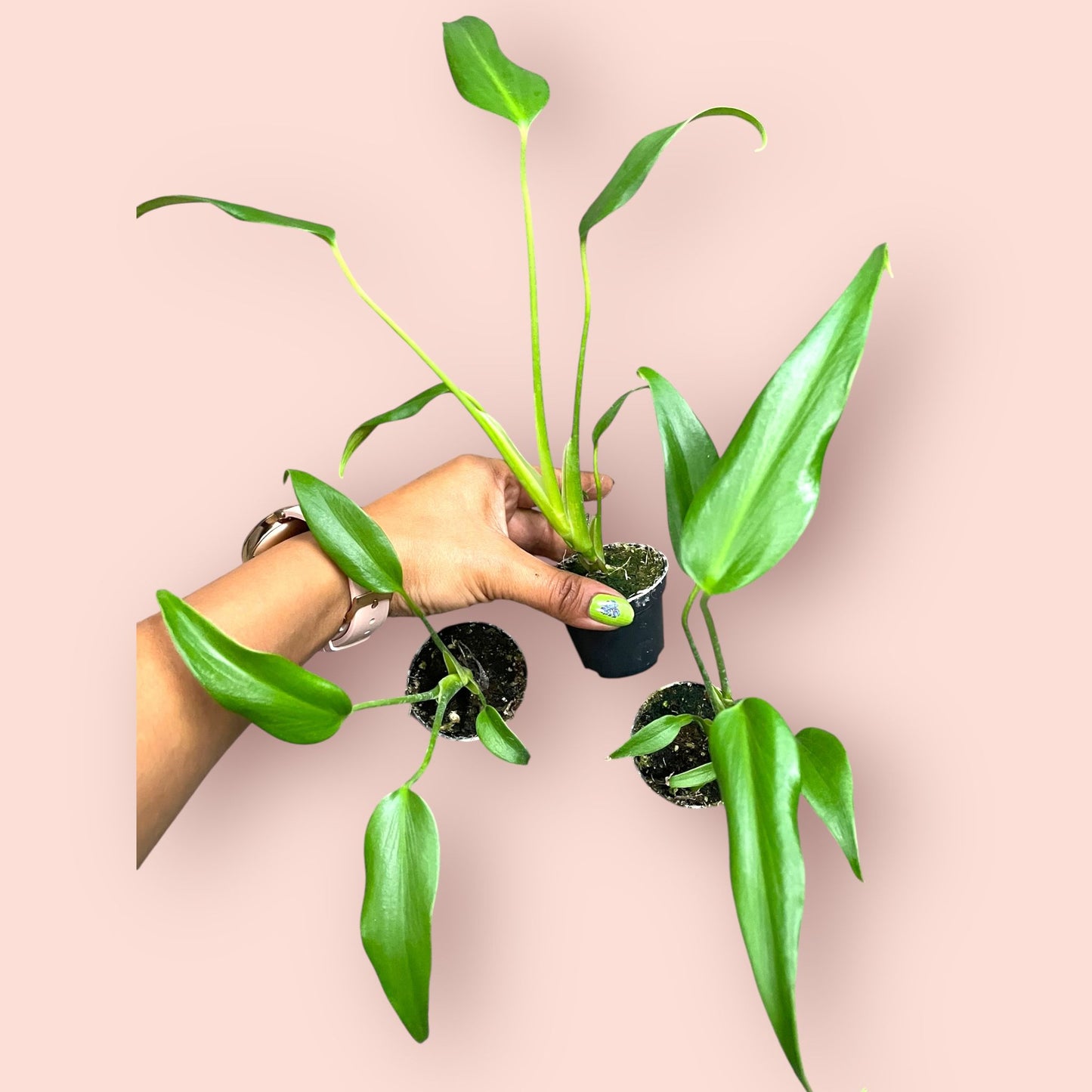 Monstera Burle Marx Flame - Pot 6cm (SC)
