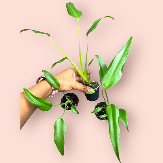 Monstera Burle Marx Flame - Pot 6cm (SC)